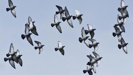 Pigeons